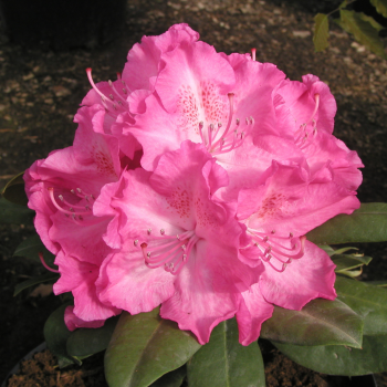 Rododendrs ,,Germania,, /Rhododendron/ - C15 kont.