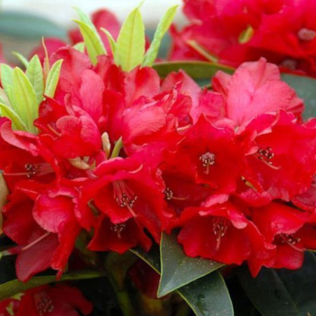 Rododendrs ,,Brisanz,, /Rhododendron/ - C10 kont.