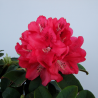 Rododendrs ,,Brisanz,, /Rhododendron/ - C10 kont.