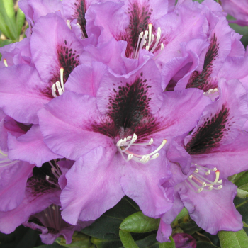 Rododendrs ,,Rasputin,,...
