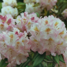 Rododendrs ,,Brigitte,, /Rhododendron/ - C15 kont.