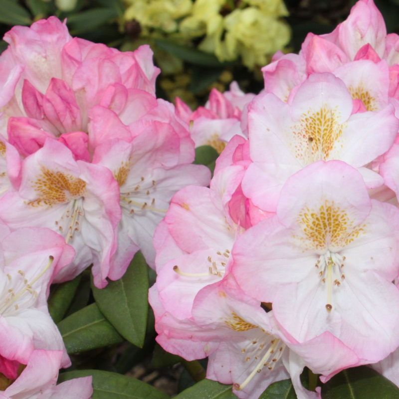 Rododendrs ,,Brigitte,, /Rhododendron/ - C15 kont.