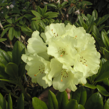 Rododendrs ,,Goldkrone,,...