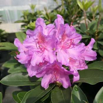 Rododendrs ,,Pink Purple...