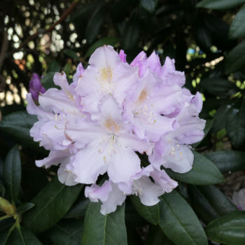 Rododendrs ,,Hoppy,,...