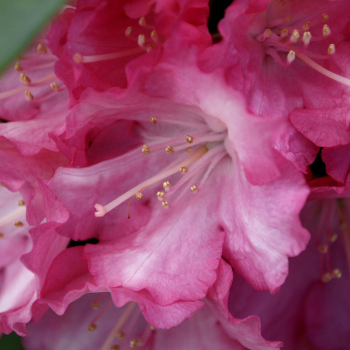 Rododendrs ,,Fantastica,, /Rhododendron/- C12 kont.