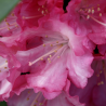 Rododendrs ,,Fantastica,, /Rhododendron/- C12 kont.