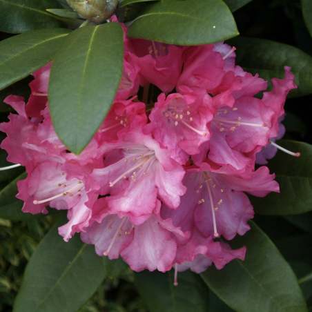 Rododendrs ,,Fantastica,, /Rhododendron/- C12 kont.
