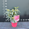 Rododendrs ,,Fantastica,, /Rhododendron/- C12 kont.