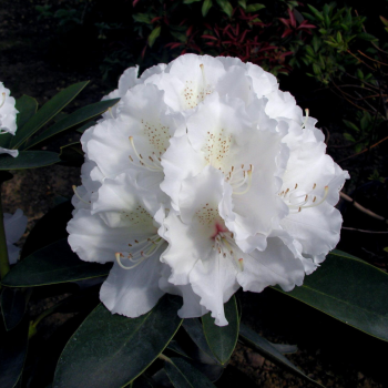 Rododendrs ,,Schneekrone,,...