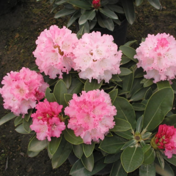 Rododendrs ,,Excelsior,, /Rhododendron/- C12 kont.