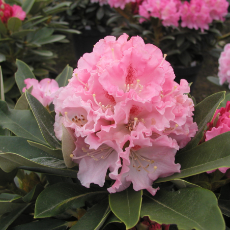 Rododendrs ,,Excelsior,, /Rhododendron/- C12 kont.