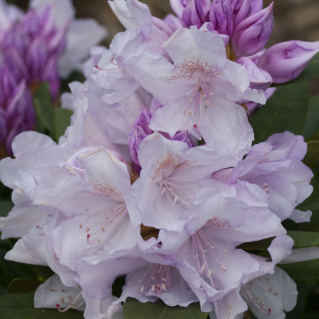 Rododendrs ,,Biko,, /Rhododendron/- C15 kont.