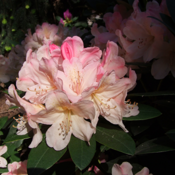 Rododendrs ,,Percy...