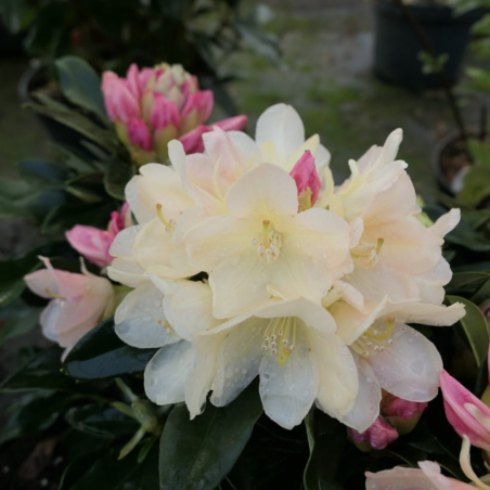 Rododendrs ,,Golden Torch,, /Rhododendron/- C10 kont.