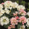 Rododendrs ,,Golden Torch,, /Rhododendron/- C10 kont.
