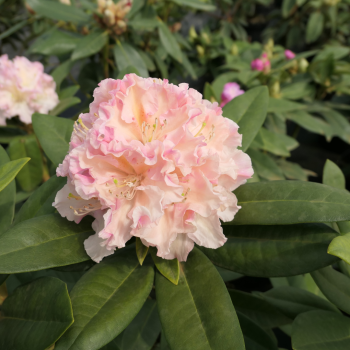 Rododendrs ,,Kotnov,,...