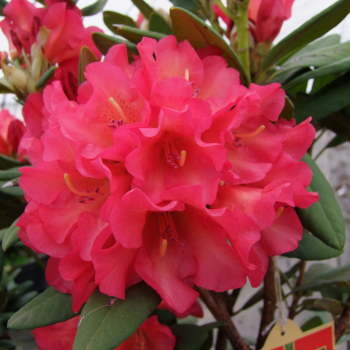 Rododendrs "Abendsonne"...