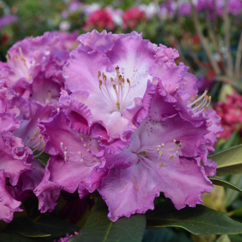 Rododendrs "Kokorin" /Rhododendron/- C15 kont.