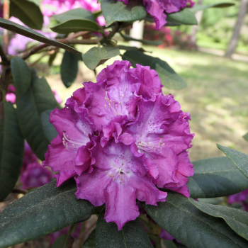 Rododendrs "Kokorin" /Rhododendron/- C15 kont.