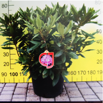 Rododendrs "Kokorin" /Rhododendron/- C15 kont.