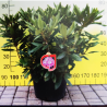 Rododendrs "Kokorin" /Rhododendron/- C15 kont.