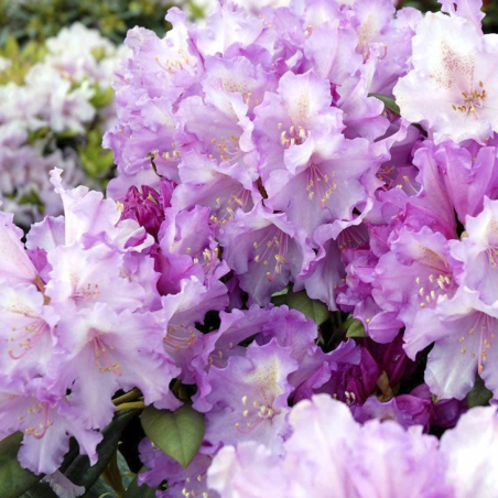 Rododendrs ,,Caroline Allbrook,, /Rhododendron/- C10 kont.