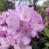 Rododendrs ,,Caroline Allbrook,, /Rhododendron/- C10 kont.