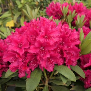 Rododendrs ,,Neon Kiss,,...