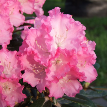 Rododendrs ,,Royal Rosy,,...