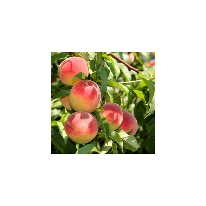 Persiks ,,Maira,, /prunus persica/- 140-180cm