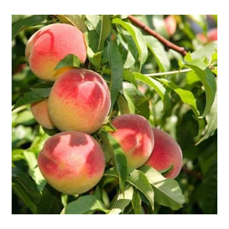 Persiks ,,Maira,, /prunus persica/- 140-180cm