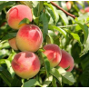 Persiks ,,Maira,, /prunus persica/- 140-180cm