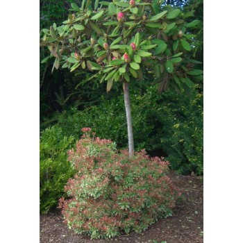 Rododendrs ,,Catawbiense Grandiflorum,, /Rhododendron/- augstcelma-120-140cm