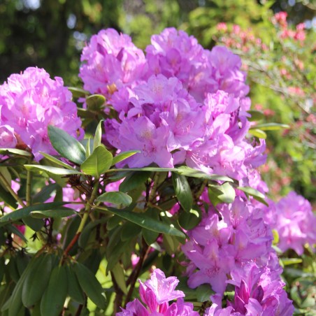 Rododendrs ,,Catawbiense Grandiflorum,, /Rhododendron/- augstcelma-120-140cm
