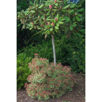 Rododendrs ,,Catawbiense Grandiflorum,, /Rhododendron/- augstcelma-160-180cm