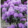 Rododendrs ,,Catawbiense Grandiflorum,, /Rhododendron/- augstcelma-160-180cm
