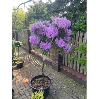 Rododendrs ,,Catawbiense Grandiflorum,, /Rhododendron/- augstcelma-160-180cm