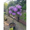 Rododendrs ,,Catawbiense Grandiflorum,, /Rhododendron/- augstcelma-160-180cm