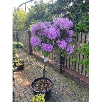 Rododendrs ,,Catawbiense Grandiflorum,, /Rhododendron/- augstcelma-140-160cm