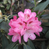 Rododendrs ,,Sneezy,, /Rhododendron/- augstcelma-80cm