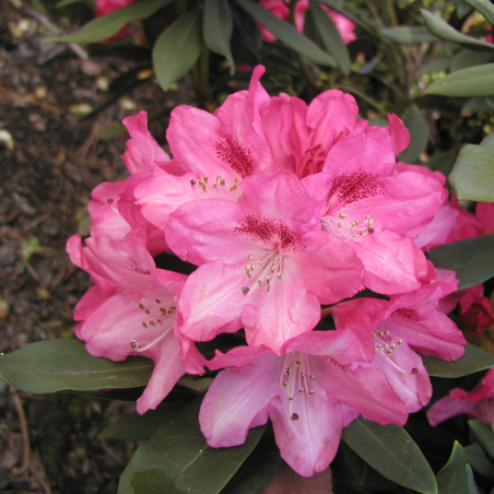Rododendrs ,,Sneezy,, /Rhododendron/- augstcelma-80cm