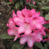 Rododendrs ,,Sneezy,, /Rhododendron/- augstcelma-80cm