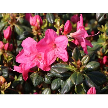 Japānas acālija 'Purpurkissen' /Azalea japonica/ - C2 kont.