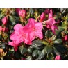 Japānas acālija 'Purpurkissen' /Azalea japonica/ - C2 kont.