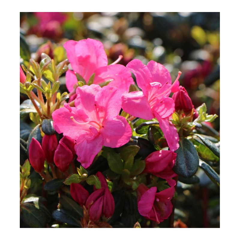 Japānas acālija 'Purpurkissen' /Azalea japonica/ - C2 kont.