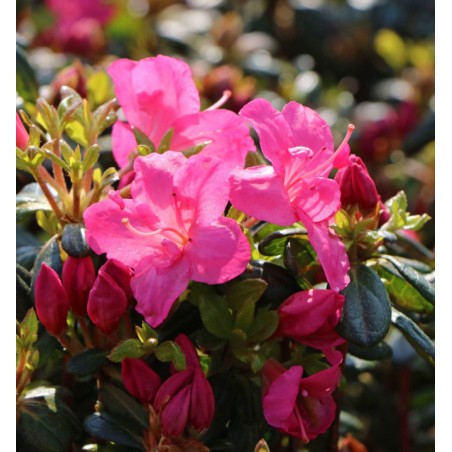 Japānas acālija 'Purpurkissen' /Azalea japonica/ - C2 kont.