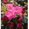 Japānas acālija 'Purpurkissen' /Azalea japonica/ - C2 kont.