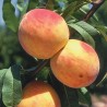 Persiks ,,Reliance,, /prunus persica/- 140-180cm