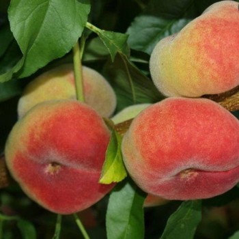 Persiks ,,Saturn,, /prunus...